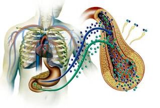 Poškození slinivky břišní u diabetes mellitus